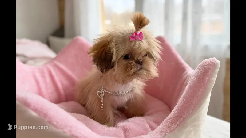 Princess – Shih Tzu puppy for sale in New Braunfels, TX