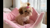 Princess, a female Shih Tzu for sale in New Braunfels, TX – 1 of 2