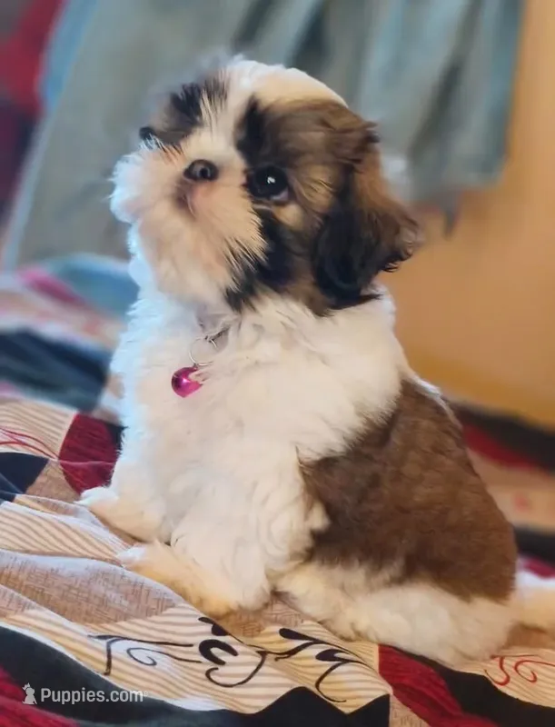 Roxy  – Shih Tzu puppy for sale in New Braunfels, TX
