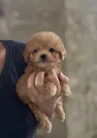 Jett *TOY*, a male Poodle - Toy  for sale in New Braunfels, TX – 3 of 3