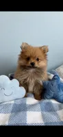 TY, a male Pomeranian for sale in New Braunfels, TX – 2 of 2
