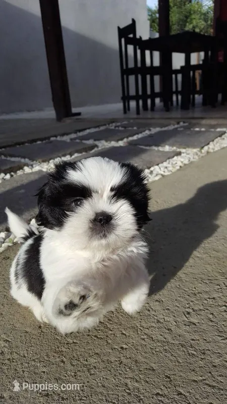 Oreo – Shih Tzu puppy for sale in New Braunfels, TX