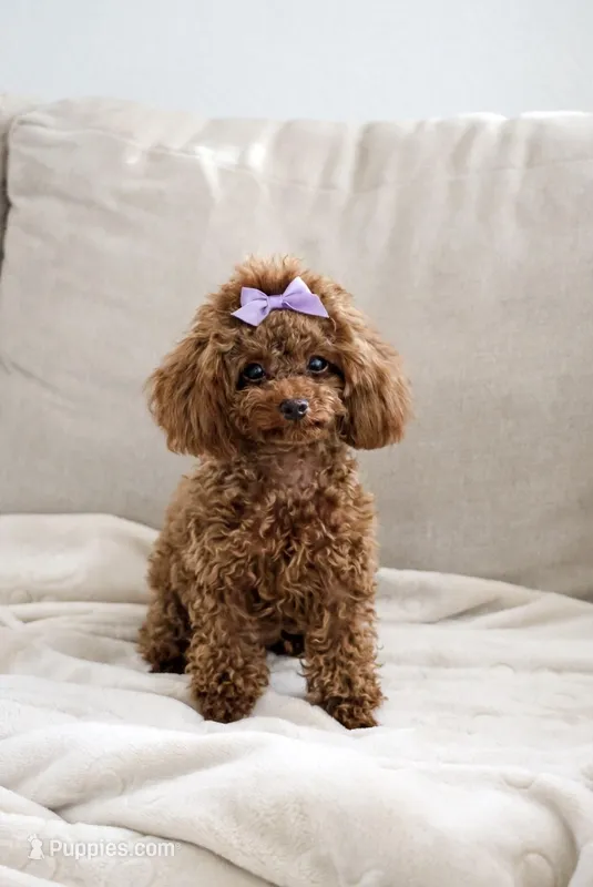 Bella-TOY💕830-660-4641 – Poodle - Toy  puppy for sale in New Braunfels, TX