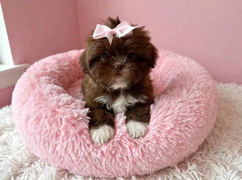 Star – Shih Tzu puppy for sale in New Braunfels, TX