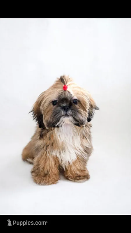 Luca💙830-660-4641⭐️IMPERIAL – Shih Tzu puppy for sale in New Braunfels, TX