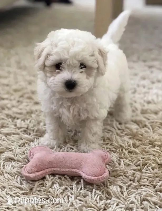 Mac💙830-660-4641 – Maltipoo puppy for sale in New Braunfels, TX