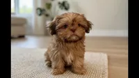 Quince **imperial**, a male Shih Tzu for sale in New Braunfels, TX – 5 of 5