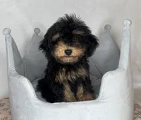 Donnie , a male Poodle - Toy  for sale in New Braunfels, TX – 2 of 4