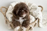 Mason/830-660-4641, a male Shih Tzu for sale in New Braunfels, TX – 2 of 3