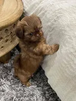 Riley , a female Shih Tzu for sale in New Braunfels, TX – 2 of 2