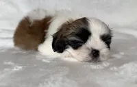 Benny , a male Shih Tzu for sale in New Braunfels, TX – 2 of 3
