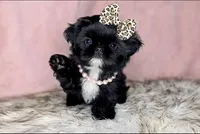 Princess👑830-660-4641, a female Shih Tzu for sale in New Braunfels, TX – 4 of 6