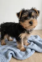 Bentley💙830-660-4641, a male Yorkshire Terrier for sale in New Braunfels, TX – 2 of 3