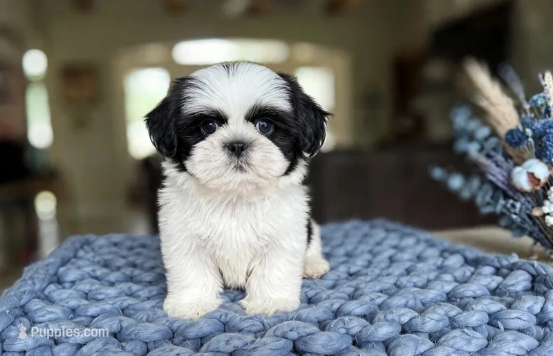 Oreo – Shih Tzu puppy for sale in New Braunfels, TX