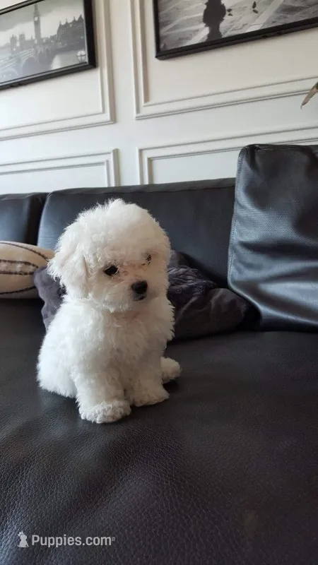 Arlo – Maltipoo puppy for sale in New Braunfels, TX