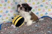 Duke, a male Shih Tzu for sale in New Braunfels, TX – 1 of 1