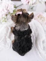Quinn💕Merle 830-660-4641, a female Yorkshire Terrier for sale in New Braunfels, TX – 4 of 4