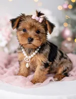 Carli🎀MERLE/830-660-4641, a female Yorkshire Terrier for sale in New Braunfels, TX – 2 of 6