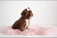 Darla🎀830-660-4641, a female Shih Tzu for sale in New Braunfels, TX – 2 of 5