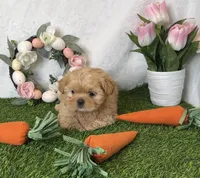 Caramel, a male Shih Tzu for sale in New Braunfels, TX – Photo 2 of 3