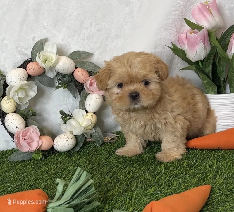 Caramel – Shih Tzu puppy for sale in New Braunfels, TX