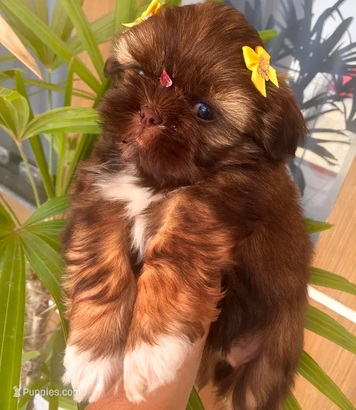 Roxy  – Shih Tzu puppy for sale in New Braunfels, TX