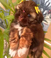Roxy , a female Shih Tzu for sale in New Braunfels, TX – 1 of 1