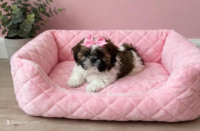 Roxy – Shih Tzu puppy for sale in New Braunfels, TX