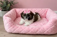 Roxy, a female Shih Tzu for sale in New Braunfels, TX – 1 of 3