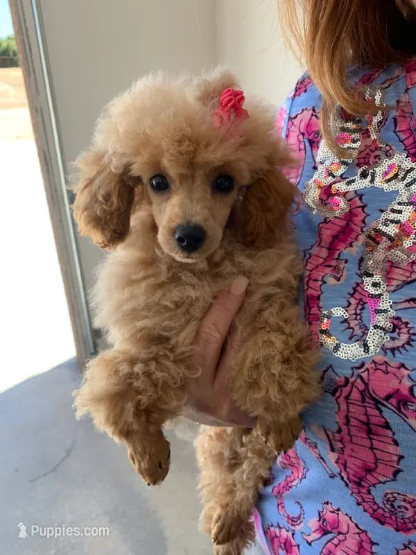 Mazie *Toy* – Poodle - Toy  puppy for sale in New Braunfels, TX