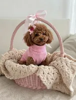Bella-TOY💕830-660-4641, a female Poodle - Toy  for sale in New Braunfels, TX – 1 of 1