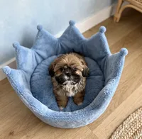 Cooper, a male Shih Tzu for sale in New Braunfels, TX – 2 of 4