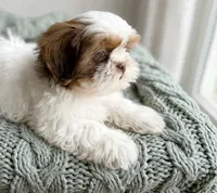 Oliver ❤️830-660-4641, a male Shih Tzu for sale in New Braunfels, TX – 2 of 3