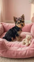 Tyla, a female Yorkshire Terrier for sale in New Braunfels, TX – 3 of 3