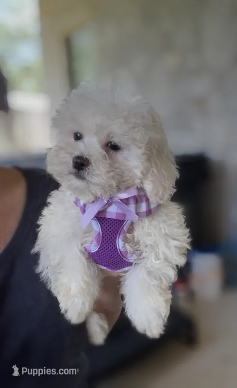 Cutie-Pie MINI  – Maltipoo puppy for sale in New Braunfels, TX