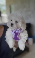 Cutie-Pie MINI , a female Maltipoo for sale in New Braunfels, TX – 1 of 2