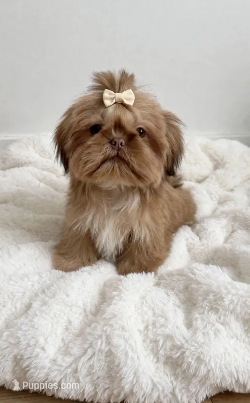 Lola 🎀830-660-4641 – Shih Tzu puppy for sale in New Braunfels, TX