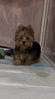 Jase❤️830-660-4641, a male Yorkshire Terrier for sale in New Braunfels, TX – 4 of 4