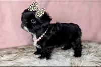 Princess👑830-660-4641, a female Shih Tzu for sale in New Braunfels, TX – 6 of 6