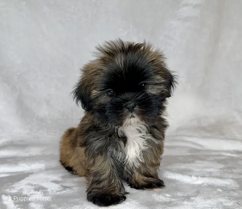 Harley  – Shih Tzu puppy for sale in New Braunfels, TX