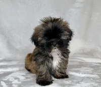 Harley , a male Shih Tzu for sale in New Braunfels, TX – 1 of 6