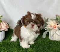 Imperial Duke, a male Shih Tzu for sale in New Braunfels, TX – Photo 2 of 2