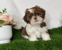 Imperial Duke, a male Shih Tzu for sale in New Braunfels, TX – Photo 1 of 2