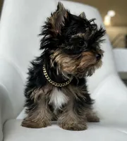 Scout💙830-660-4641, a male Yorkshire Terrier for sale in New Braunfels, TX – 2 of 9