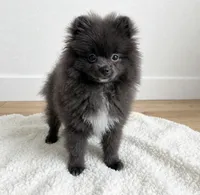 Pepe💙TINY🔥830-660-4641, a male Pomeranian for sale in New Braunfels, TX – 4 of 5