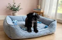 Zed *imperial*, a male Shih Tzu for sale in New Braunfels, TX – 3 of 3