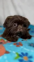 Marley *IMPERIAL*, a male Shih Tzu for sale in New Braunfels, TX – 2 of 2