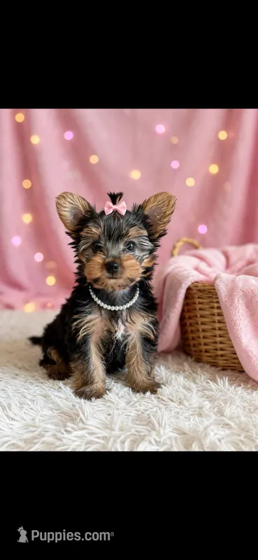 Riley – Yorkshire Terrier puppy for sale in New Braunfels, TX