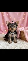 Riley, a female Yorkshire Terrier for sale in New Braunfels, TX – 1 of 3