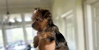 Carli🎀MERLE/830-660-4641, a female Yorkshire Terrier for sale in New Braunfels, TX – 4 of 6